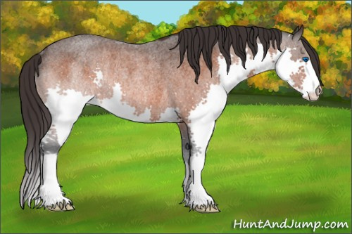 Horse Color:Brown Roan Splash Appaloosa Rabicano 