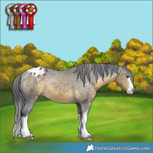 Horse Color:White Spotted Buckskin Appaloosa 