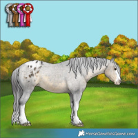 Horse Color:White Spotted Buckskin Varnish 