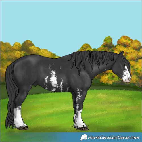 Horse Color:Black Sabino 