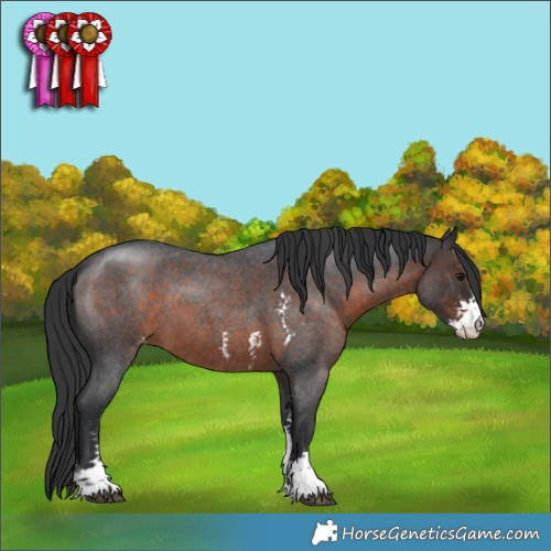 Horse Color:Brown Roan Sabino Appaloosa 