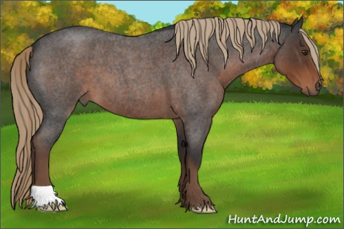 Horse Color:Liver Red Roan 