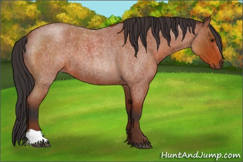 Horse Color:Brown Roan 