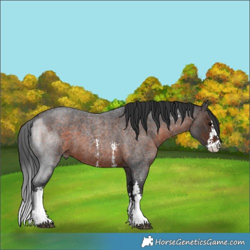 Horse Color:Brown Roan Sabino 