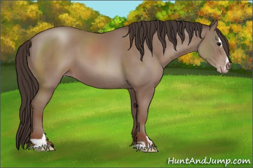 Horse Color:Classic Champagne Sabino 