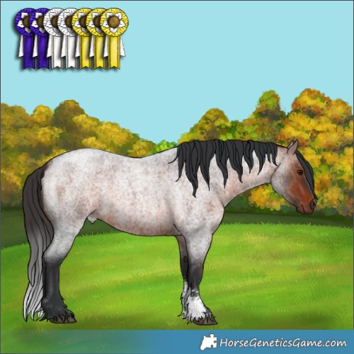 Horse Color:Bay Roan Sabino 