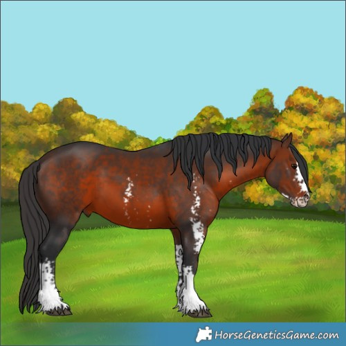 Horse Color:Brown Sabino 