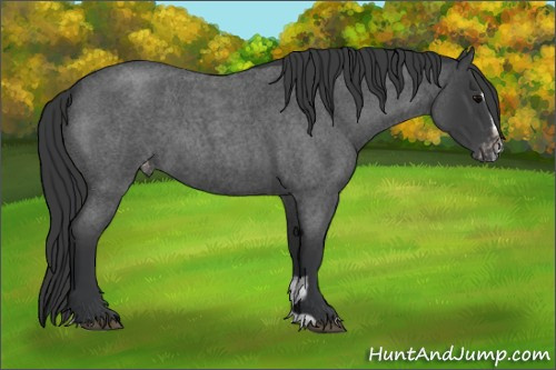 Horse Color:Blue Roan Sabino Appaloosa 
