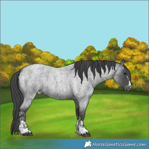 Horse Color:Blue Roan Sabino Appaloosa 