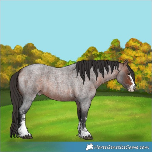 Horse Color:Bay Roan Sabino 