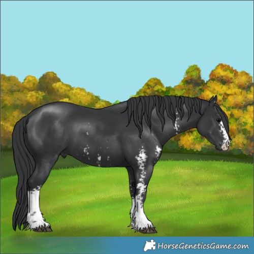 Horse Color:Black Sabino 