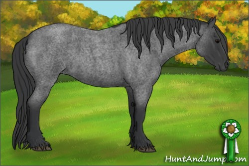 Horse Color:Blue Roan 