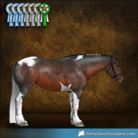 Horse Color:Brown Tobiano Appaloosa 
