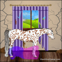 Horse Color:Bay Splash Appaloosa 