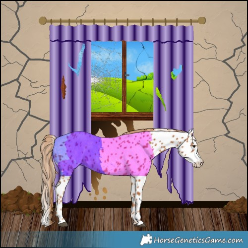 Horse Color:Chestnut Appaloosa