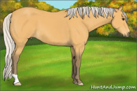 Horse Color:Silver Buckskin 