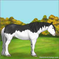 Horse Color:Black Sabino Splash 