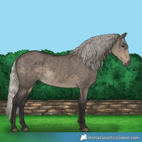 Horse Color:Silver Smoky Grullo 