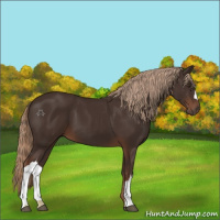 Horse Color:Liver Chestnut 