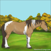 Horse Color:Buckskin Sabino Tobiano Rabicano 
