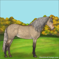 Horse Color:Silver Buckskin Dun 