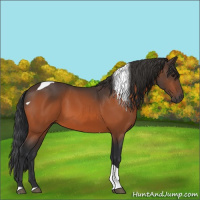 Horse Color:Bay Tobiano