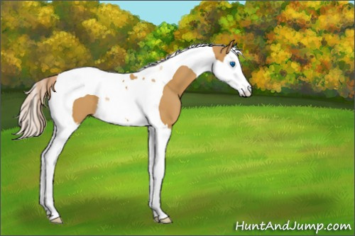 Horse Color:Palomino Splash Tobiano