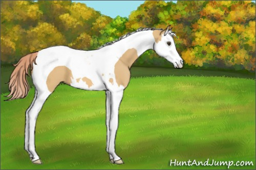 Horse Color:Palomino Dun Splash Tobiano