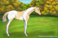 Horse Color:Gray Palomino Dun Tobiano Appaloosa 
