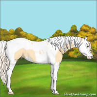 Horse Color:Palomino Dun Splash Tobiano 