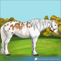 Horse Color:Chocolate Palomino Blanket Rabicano