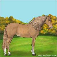 Horse Color:Chestnut Sabino 