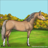 Horse Color:Silver Buckskin Dun 