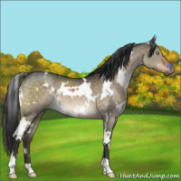 Horse Color:White Spotted Brown Dun 