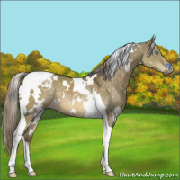 Horse Color:White Spotted Chocolate Palomino Dun Mushroom Tobiano Rabicano 