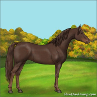Horse Color:Liver Chestnut 