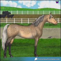 Horse Color:Silver Buckskin Dun