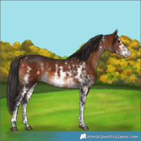 Horse Color:Bay Sabino 