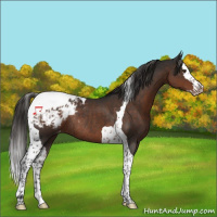 Horse Color:Liver Chestnut Splash Tobiano Blanket Rabicano 