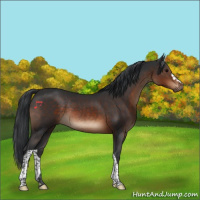Horse Color:Brown Rabicano 