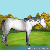 Horse Color:Gray White Spotted Brown 