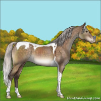 Horse Color:Silver Brown Dun Tobiano Appaloosa