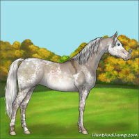 Horse Color:Liver Red Dun Mushroom Splash Tobiano