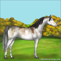 Horse Color:Brown Dun Sabino Splash Brindle