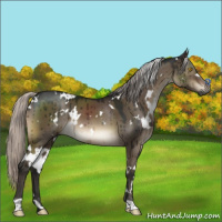Horse Color:Gray White Spotted Silver Brown Dun Mushroom Brindle