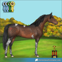 Horse Color:Brown Tobiano