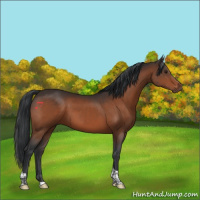 Horse Color:Brown Tobiano 