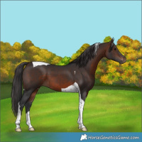 Horse Color:Brown Tobiano 