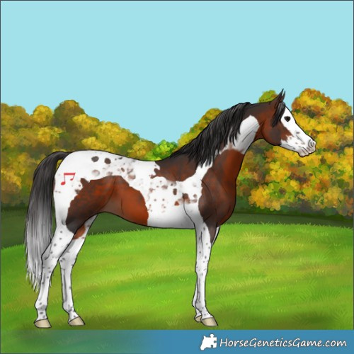 Horse Color:Brown Splash Tobiano 