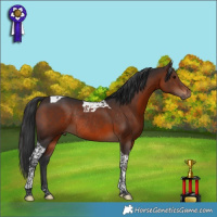 Horse Color:Brown Tobiano Rabicano